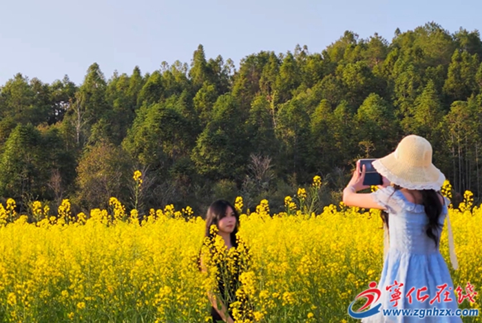 城南鎮(zhèn)：金色花海吸引市民爭(zhēng)相打卡