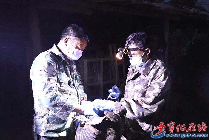 寧化縣春季動物疫病防疫工作有序推進