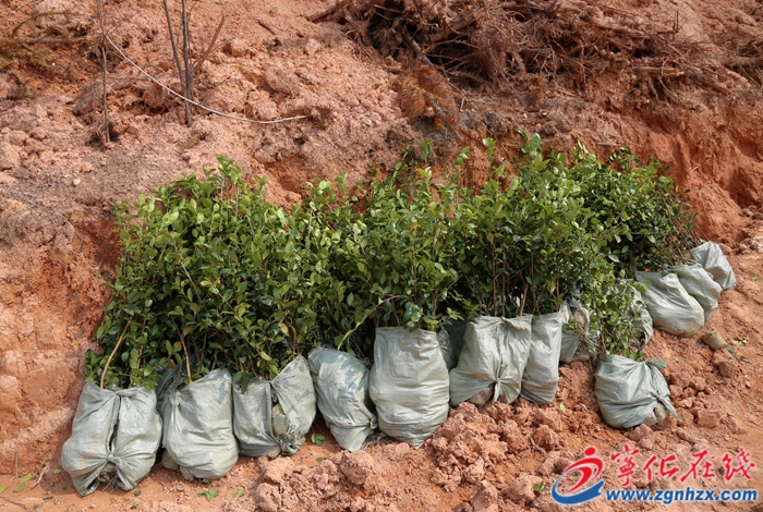 寧化加快推進“液體黃金”油茶經(jīng)濟示范帶建設(shè)