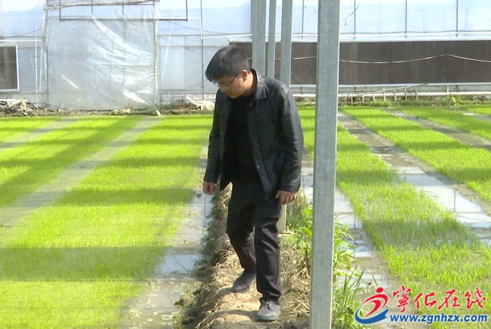 湖村鎮：種業發展新引擎 鋪就振興新“稻”路