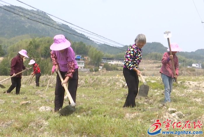 曹坊鎮：發展檳榔芋種植 助推農民增收致富