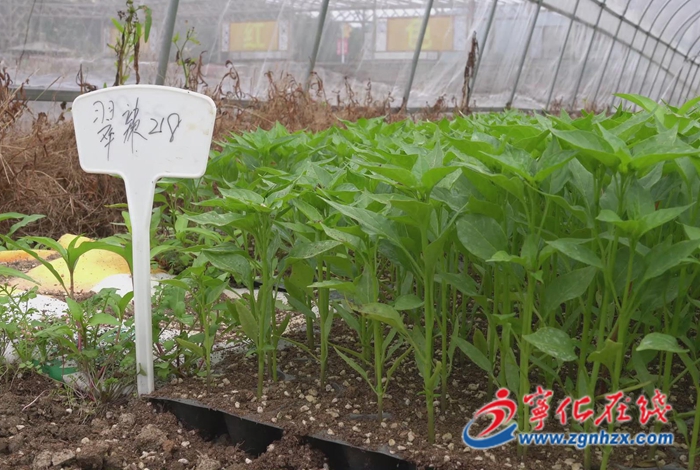 曹坊鎮：小辣椒大產業 奏響鄉村振興曲