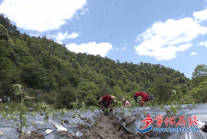 濟村鄉：千畝撂荒地變身仙草基地