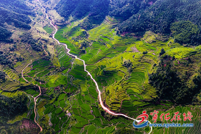 寧化河龍貢米榮登中國農業領域“米其林榜單”