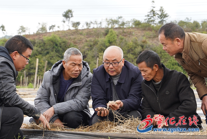 寧化：科技特派員送“技”到田 竹蓀產業“撐”起富民路