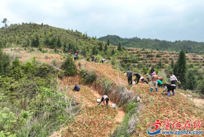 田間藥材種植忙 寧化這個村致富路上飄藥香～