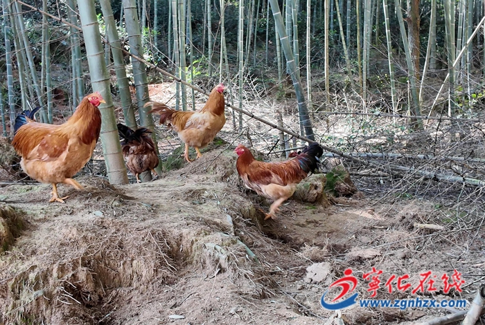 河龍鄉：鄉村振興新“雞”遇