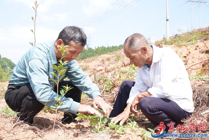 城南鎮：油茶西瓜套種 走出林下經濟新路徑