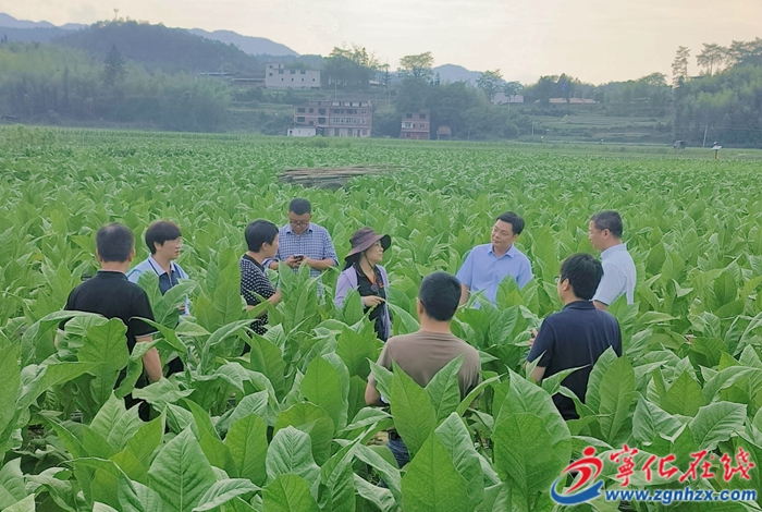 調研組深入田間 把脈土壤酸化治理