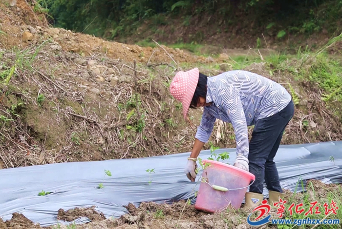 濟村鄉：千畝撂荒地陸續種上仙草