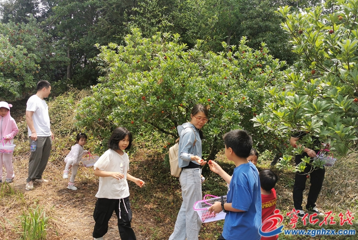 寧化淮土赤嶺楊梅成熟待采