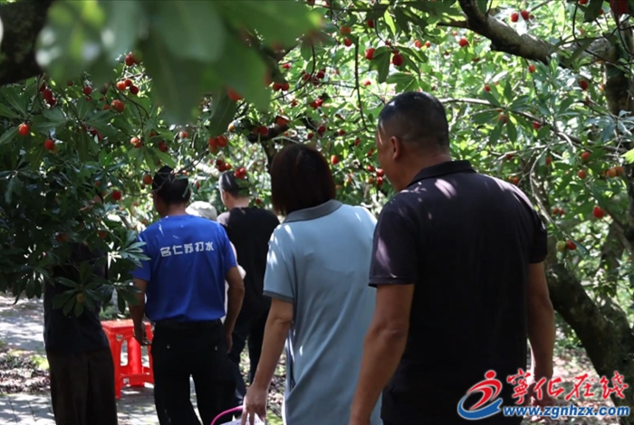 淮土鎮：赤嶺楊梅紅 采摘正當時