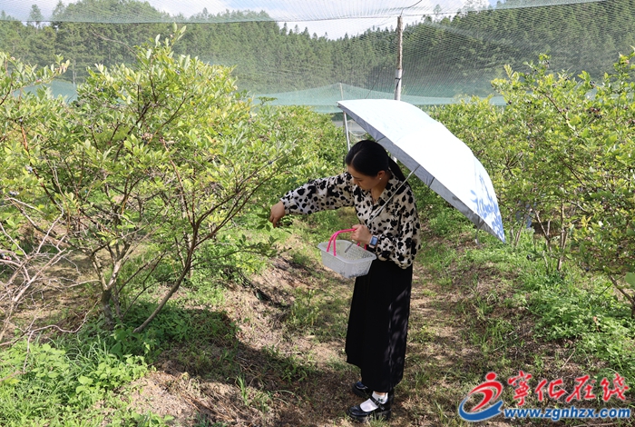 寧化：藍(lán)莓采摘迎豐收