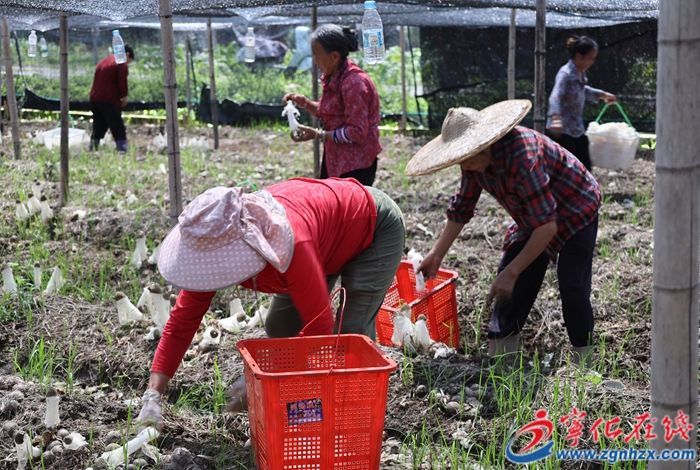水茜鎮：竹蓀采摘正當時，助農增收促振興