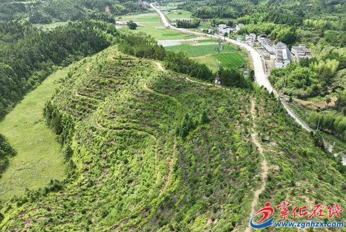 寧化：花果飄香！“油茶+”模式實現一地多收