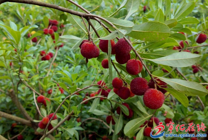 喜上“梅”梢！河龍鄉下伊村楊梅進入采摘期