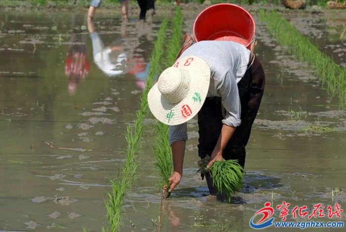 曹坊鎮(zhèn)：水稻制種忙