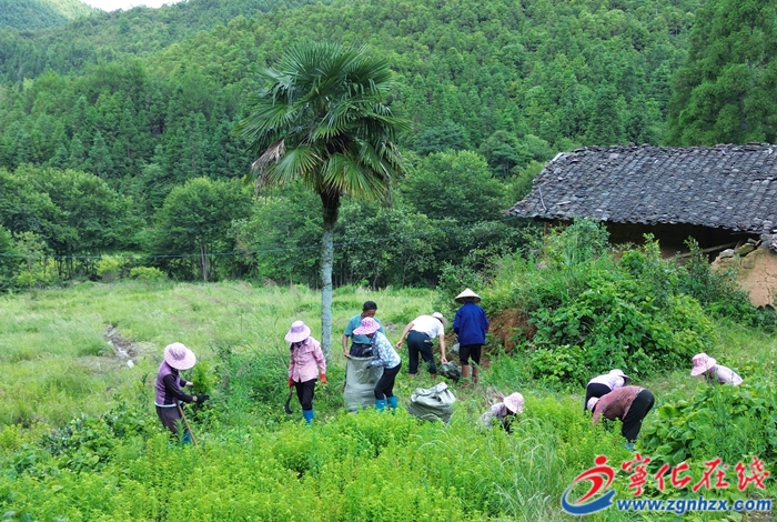 濟村鄉：撂荒地變身“致富田”百畝薄荷迎豐收