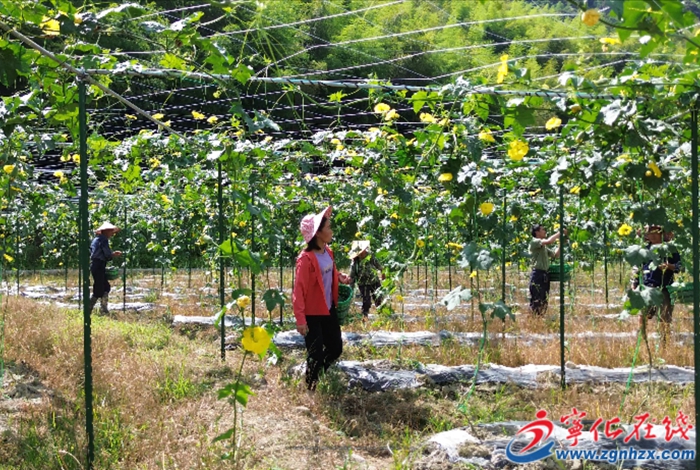 濟(jì)村鄉(xiāng)：蘋果絲瓜喜豐收 閩臺(tái)農(nóng)業(yè)結(jié)碩果