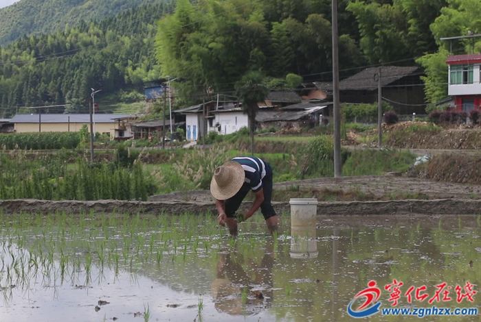 濟(jì)村鄉(xiāng)：水稻制種進(jìn)行時(shí)