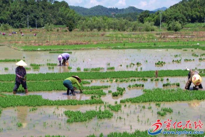 湖村鎮(zhèn)：制種產(chǎn)業(yè)激活鄉(xiāng)村振興新動能