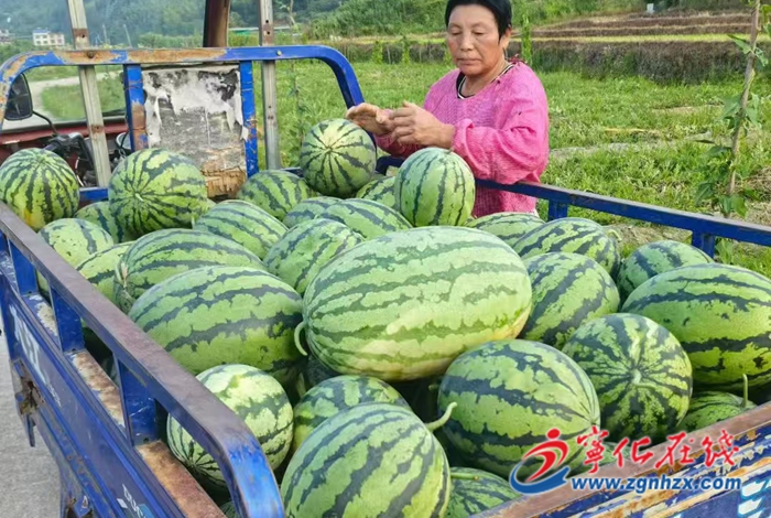 河龍鄉：千畝瓜田結“豐”景好 科學管理促增收