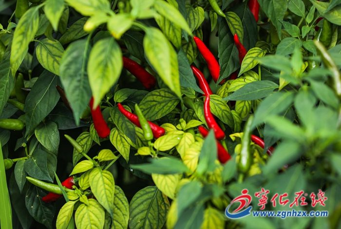 寧化：加快打造鄉(xiāng)村振興示范帶