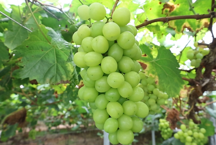 湖村鎮(zhèn)：葡萄串起富民路