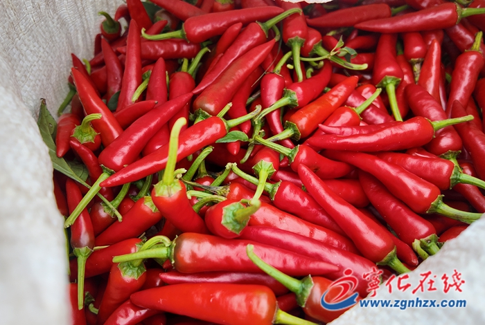 中沙鄉(xiāng)：發(fā)展“辣”產(chǎn)業(yè) 奏響增收“椒”響曲