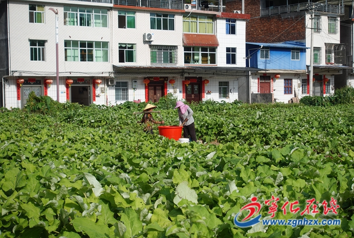 寧化治平畬族鄉：牛蒡子種植助力鄉村發展