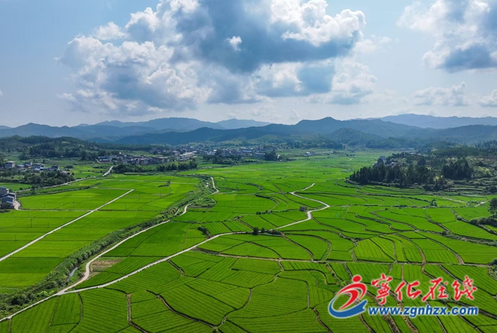 淮土鎮：搶抓農時 水稻制種“趕”花忙