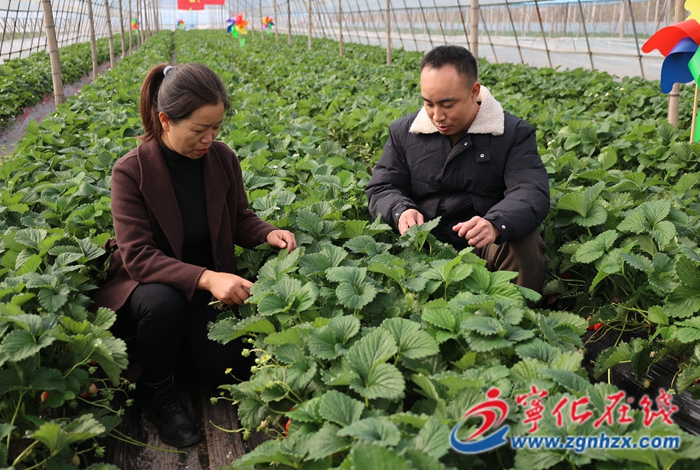 石壁鎮：農技服務進大棚 草莓種出增收路