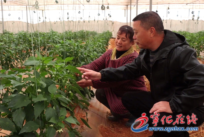 湖村鎮：農技下村 護航大棚蔬菜安全越冬