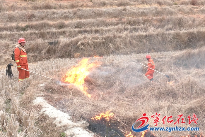 寧化：積極開展“計劃燒除” 筑牢冬季防火屏障