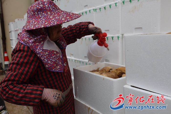 寧化安樂鎮：搭建供銷渠道 冬筍直達上海