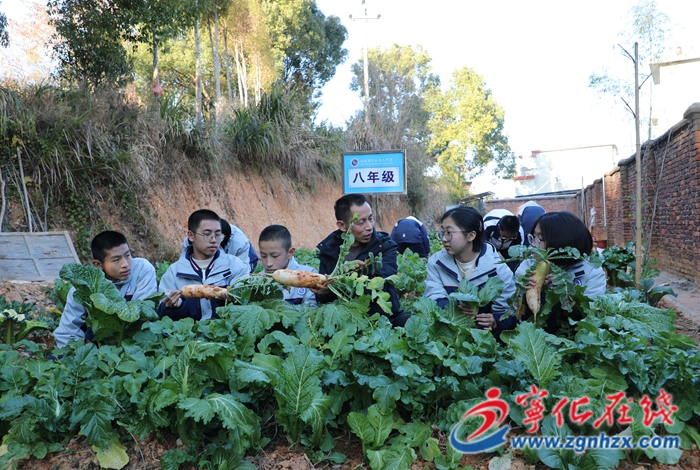 “責任田”里的“金色課堂”——寧化六中打造綜合育人勞動實踐基地