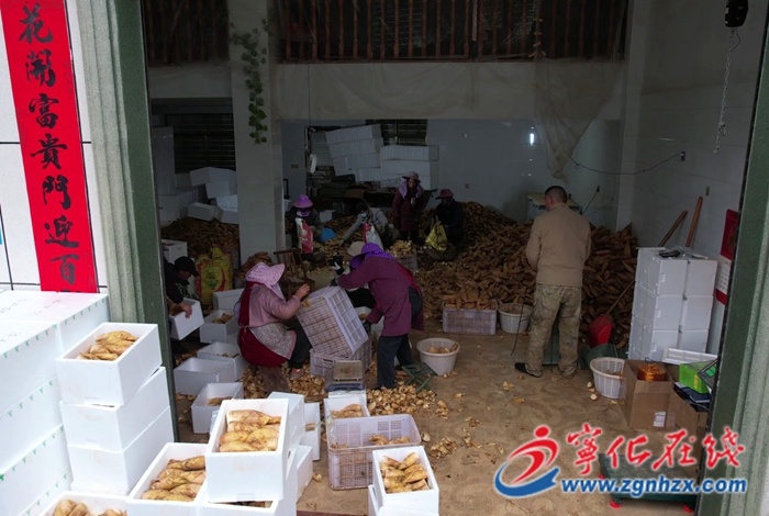 寧化冬筍直達上海餐桌