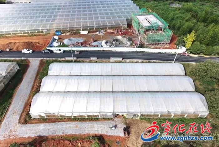 湖村鎮(zhèn)：冬日大棚采收忙 菌菇撐起“致富傘”