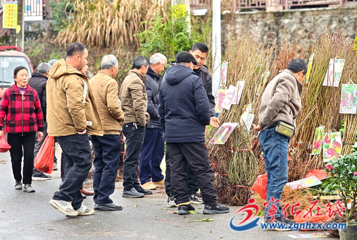 寧化水茜鎮(zhèn)：苗木市場購銷兩旺