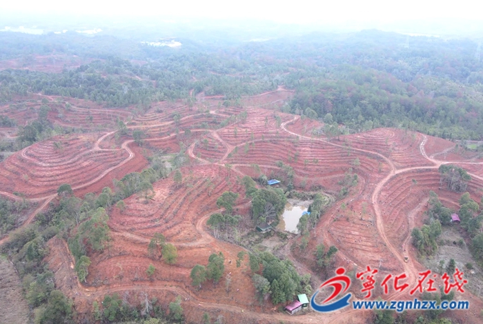 寧化：春季植樹造林忙