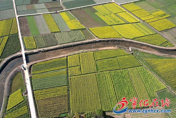 泉上鎮泉永村：七彩油菜花海引客來 農旅融合促增收