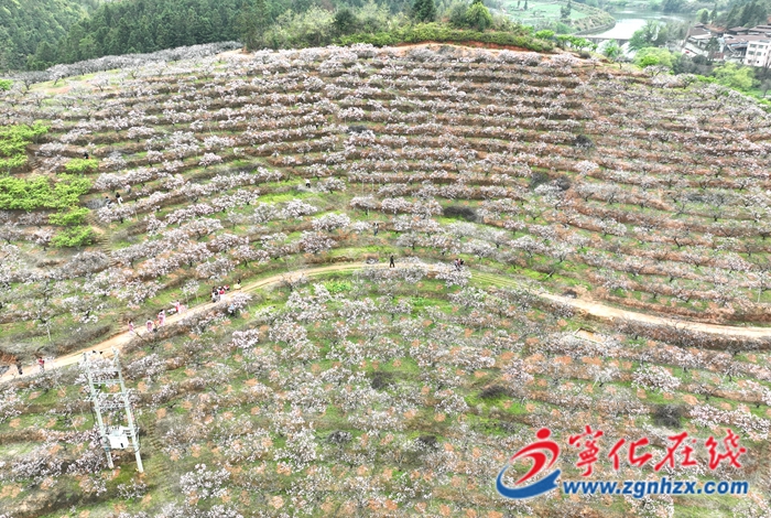 城郊鎮：百畝桃花引客來