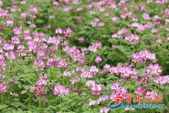 寧化：紫云英扮靚田園 肥田又觀光