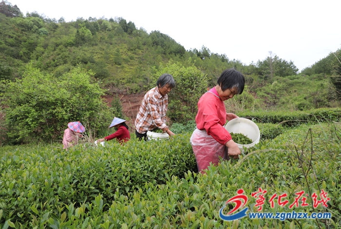 寧化：春茶吐翠采摘忙