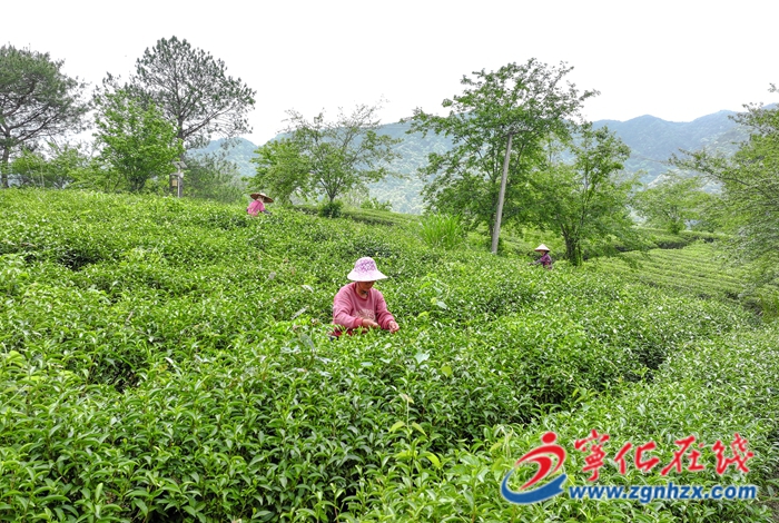寧化萬畝茶園進入春茶采摘旺季