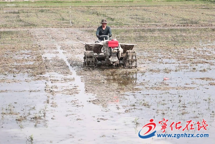 濟村鄉：早稻插秧奏響春耕“進行曲”