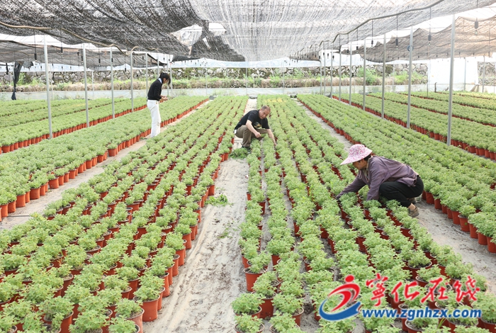 寧化：多肉精深加工項目建設如火如荼