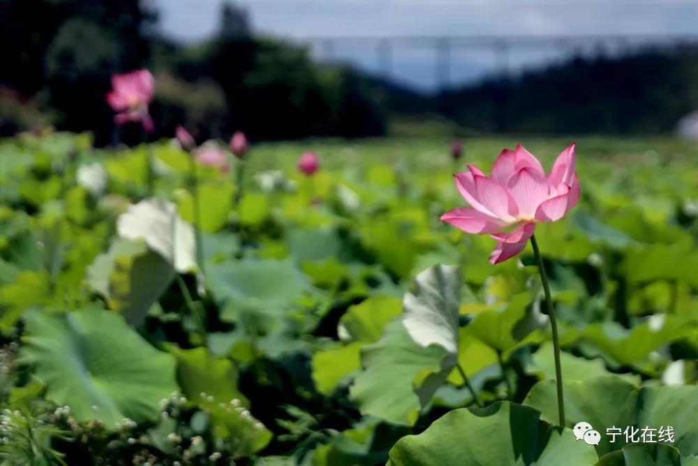 寧化荷花開啦，有空快去賞花吧