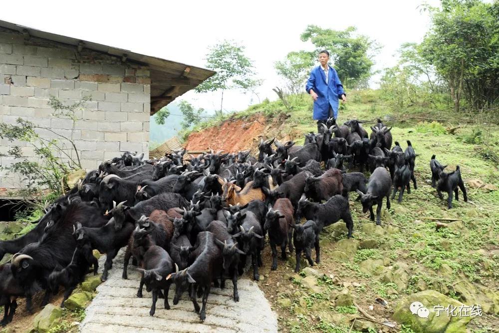 寧化高山之上有這樣一群黑山羊！