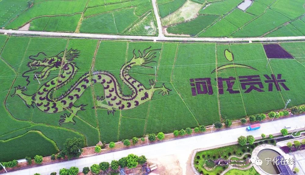寧化這個地方竟然有幅如此驚艷的“稻田彩繪”！